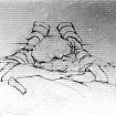 foreshortening